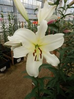 [4132 Ovatie No02.JPG]